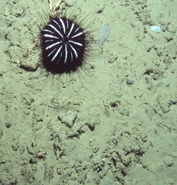 Sea urchin which are commonly known as Tam O�Shanters due to their similarity to the Scottish hat